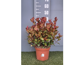 Photinia fras.little red robin 5lt                