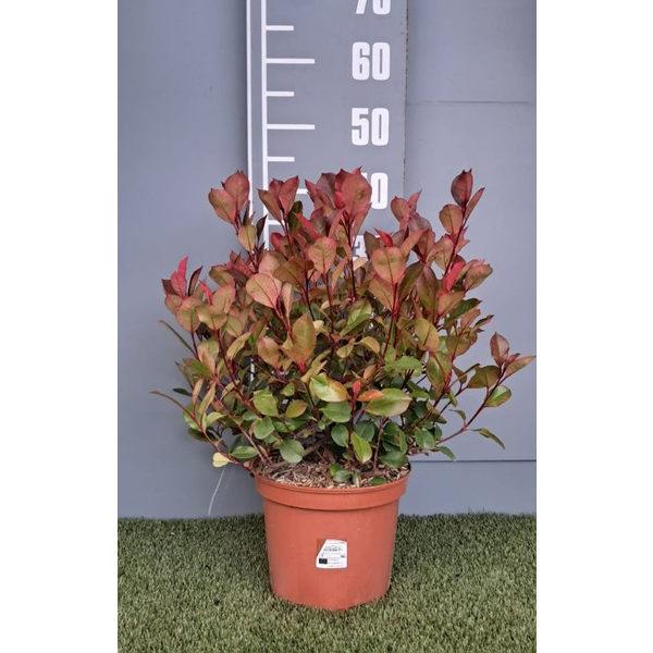 Photinia fras.little red robin 5lt                