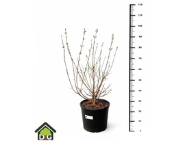 Lila josee m28 100cm                              