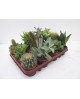 Bandeja cactus 8.5 12 unidades                    