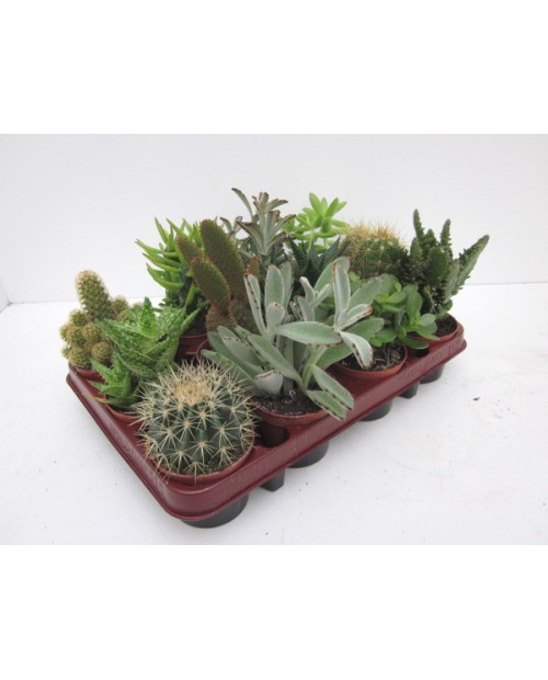 Bandeja cactus 8.5 12 unidades                    