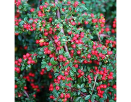 Cotoneaster horizontalis 7.5lt /E09-25-0008 /     