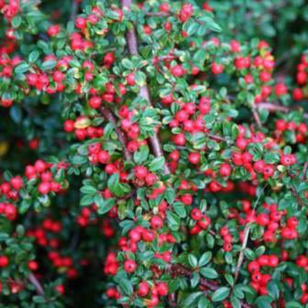 Cotoneaster horizontalis 5lt /E09-25-0008 /       