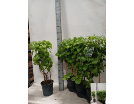 Hydrangea anomala petiolaris m19                  