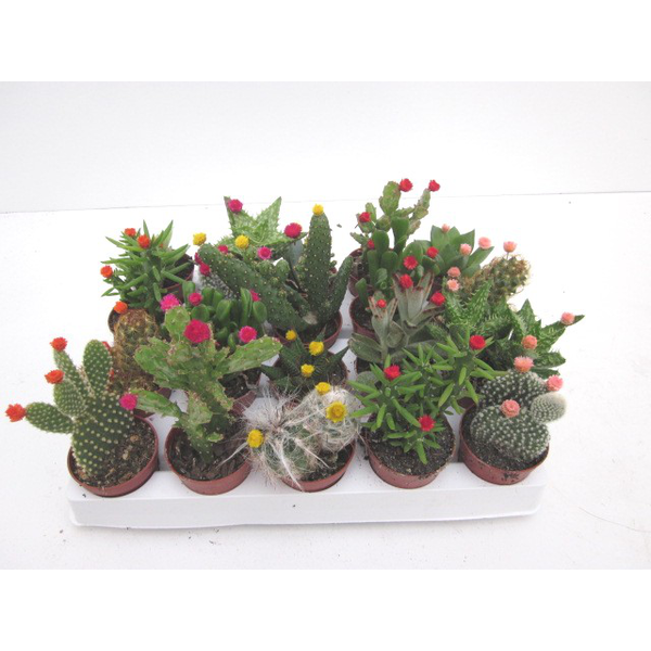 Bandeja cactus flor art. 5.5 20 unidades          