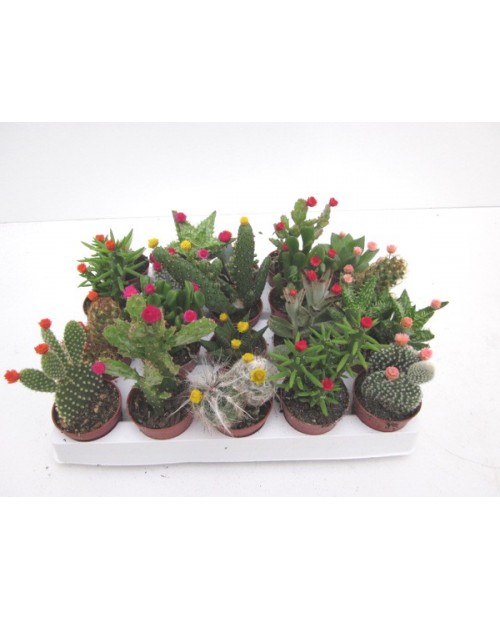 Bandeja cactus flor art. 5.5 20 unidades          