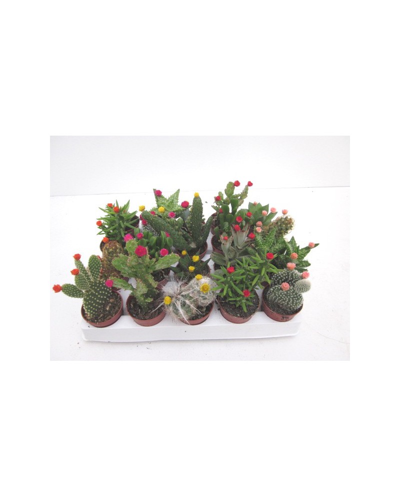 Bandeja cactus flor art. 5.5 20 unidades          