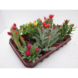 Bandeja cactus flor art. 8.5 12 unidades          