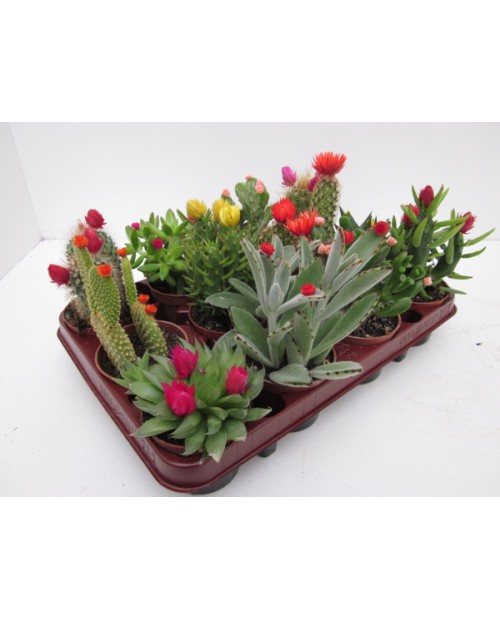 Bandeja cactus flor art. 8.5 12 unidades          