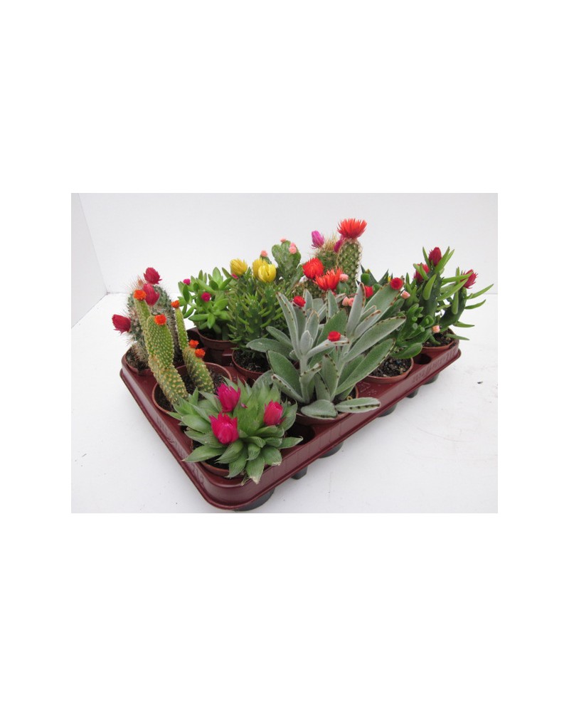 Bandeja cactus flor art. 8.5 12 unidades          