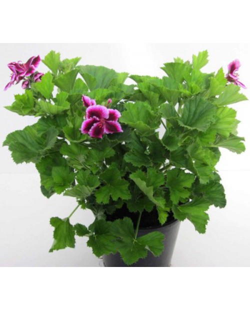 Geraneo grandiflorum candy flowers m13            