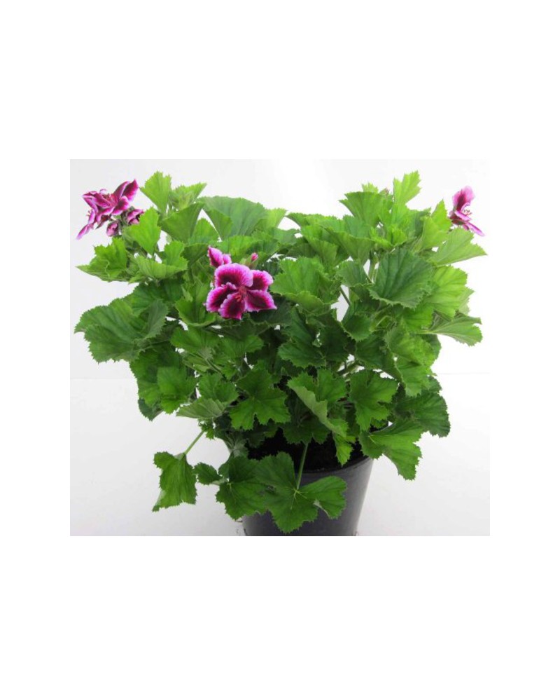 Geraneo grandiflorum candy flowers m13            
