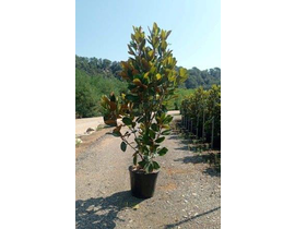 Magnolia grandiflora 30lt 125/150 ES/09/250008    