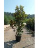 Magnolia grandiflora 30lt 125/150 ES/09/250008    