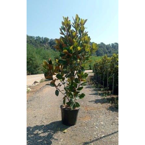 Magnolia grandiflora 30lt 125/150 ES/09/250008    
