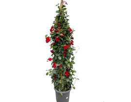 Dipladenia sundaville m23 piramide-doble arco 110 