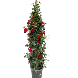 Dipladenia sundaville m23 piramide-doble arco 110 