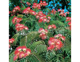 Albizia julibrissin ombrella m25 150/175          