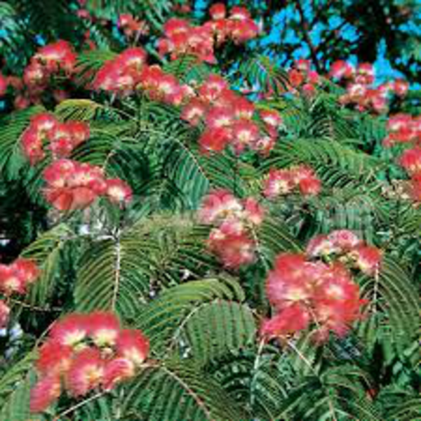 Albizia julibrissin ombrella m25 150/175          
