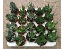 Bandeja cactus aloe-haworthia-echeveria 5.5       