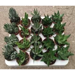 Bandeja cactus aloe-haworthia-echeveria 5.5       