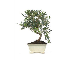 Bonsai olivo 8 años                               