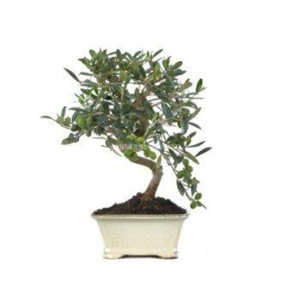 Bonsai olivo 8 años                               