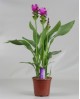 Curcuma siam splash m17                           