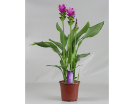 Curcuma siam splash m17                           