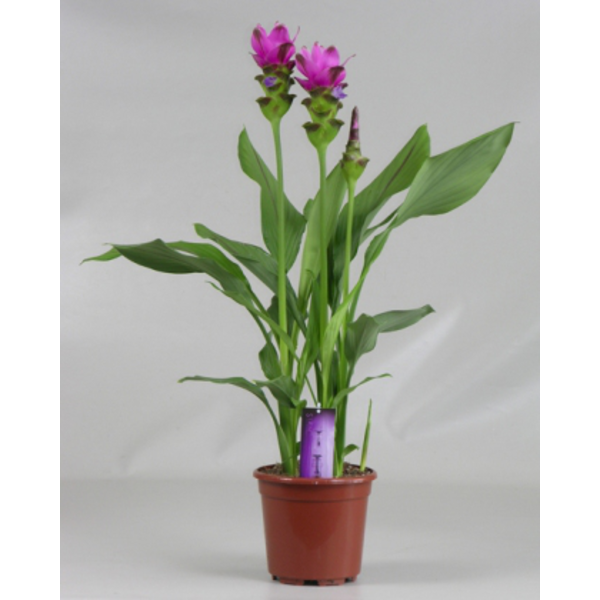 Curcuma siam splash m17                           