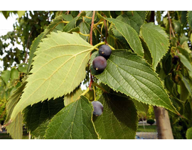 Celtis australis m25 175/200                      