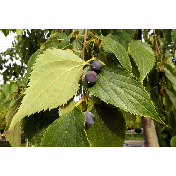Celtis australis m25 175/200                      