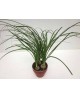Beaucarnea  m12                                   