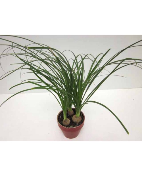 Beaucarnea  m12                                   