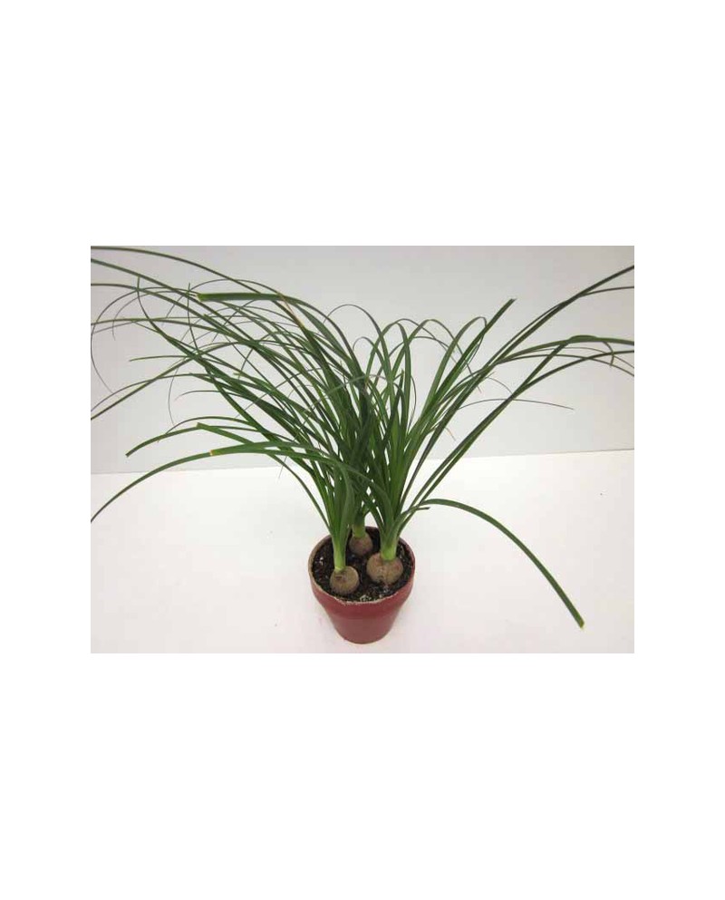 Beaucarnea  m12                                   