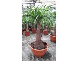 Beaucarnea recurbata t-18 30cm                    