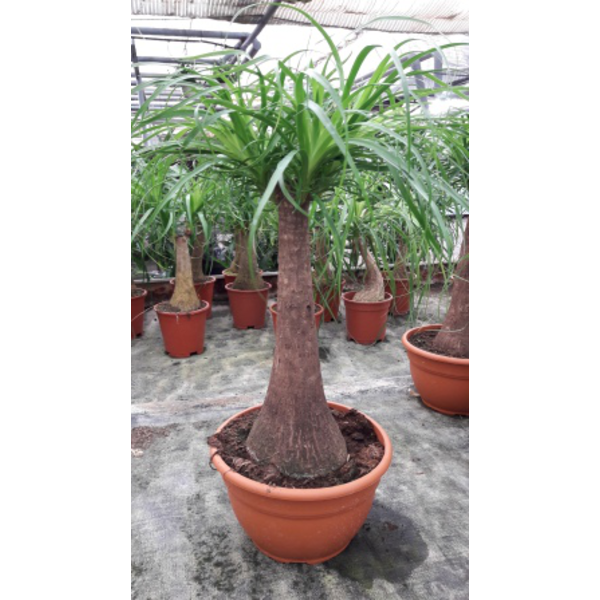 Beaucarnea recurbata t-18 30cm                    