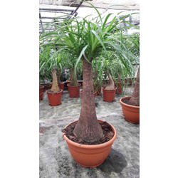 Beaucarnea recurbata t-18 30cm                    