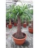 Beaucarnea recurbata t-18 30cm                    