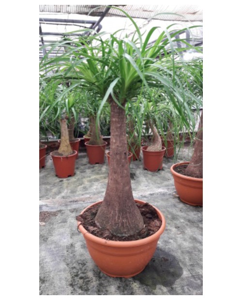 Beaucarnea recurbata t-18 30cm                    