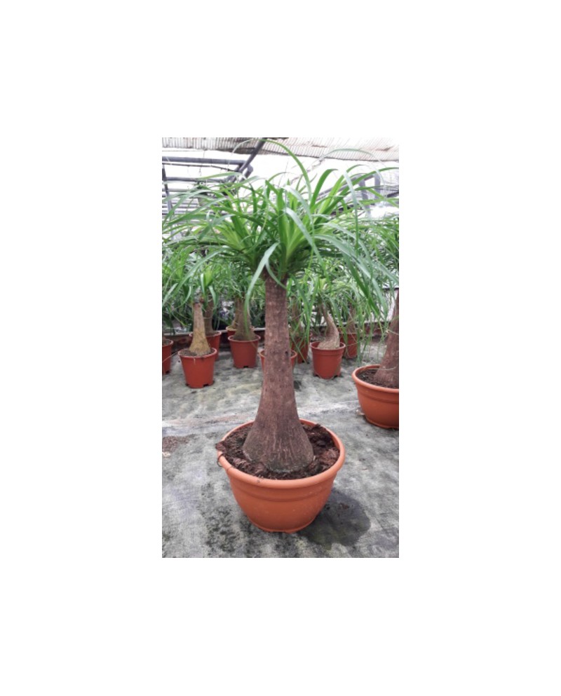 Beaucarnea recurbata t-18 30cm                    
