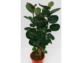 Polyscia fabian m17 60cm                          