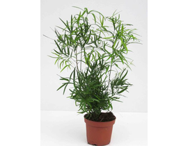 Esparraguera falcatus m12                         