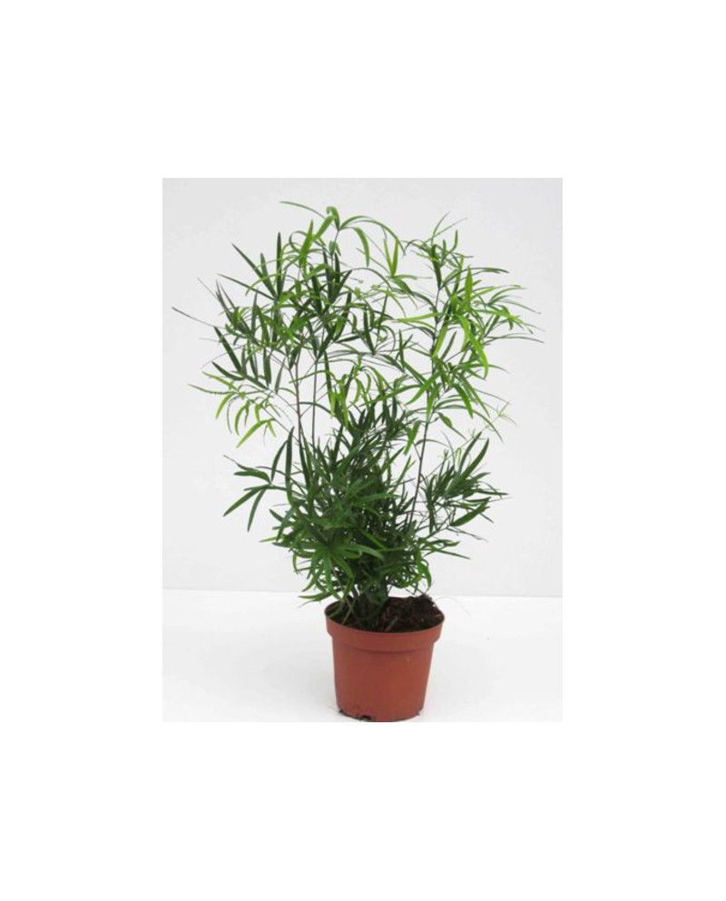 Esparraguera falcatus m12                         