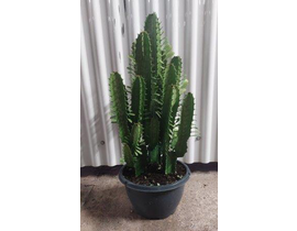 Euphorbia trigona tarrina 26cm 40/50              