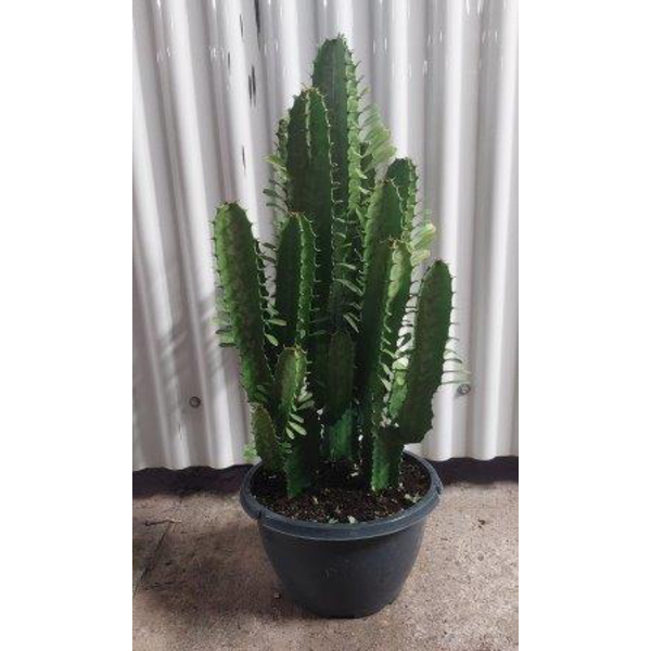Euphorbia trigona tarrina 26cm 40/50              