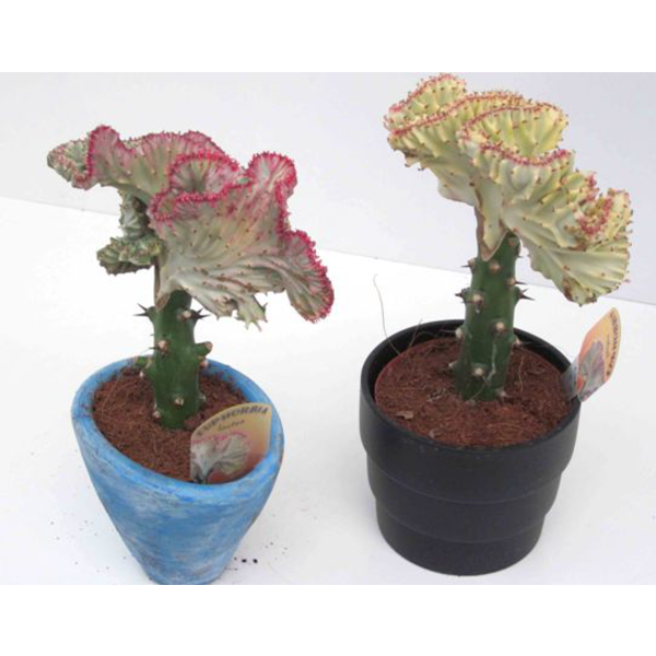 Euphorbia lactea injertada m12                    