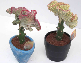Euphorbia lactea injertada m12                    
