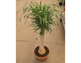 Beaucarnea recurbata 50/60cm                      