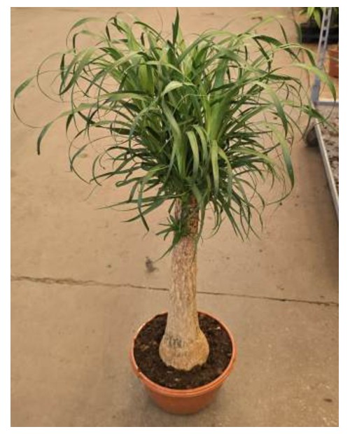 Beaucarnea recurbata 50/60cm                      